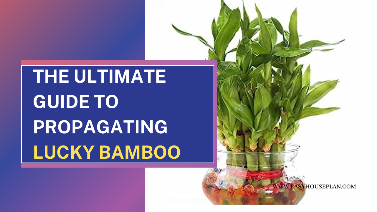 The Ultimate Guide to Propagating Lucky Bamboo